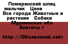 Померанский шпиц, мальчик › Цена ­ 35 000 - Все города Животные и растения » Собаки   . Мурманская обл.,Апатиты г.